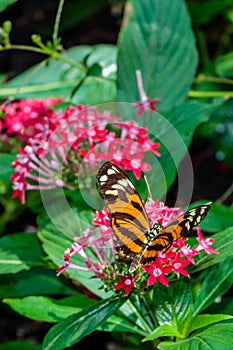 Tiger Longwing Butterfly on a Red Flower