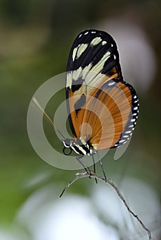 Tiger Longwing butterfly on stem
