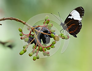 Tiger Longwing Golden Helicon butterfly Heliconius hecale Berries