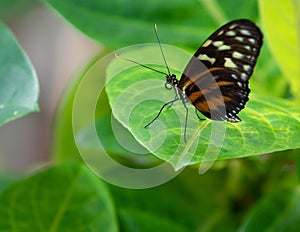 Tiger Longwing Golden Helicon butterfly Heliconius hecale Resting