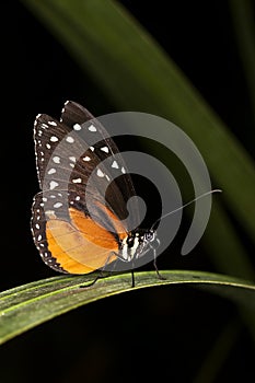 Tiger Longwing or Golden Helicon, heliconius hecale