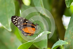 Tiger longwing - Heliconius hecale, beautiful orange butterfly