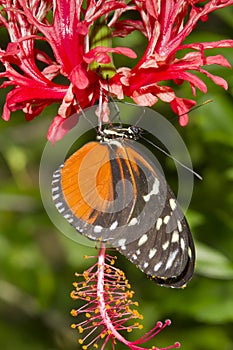 Tiger longwing (Heliconius hecale) on a flower photo