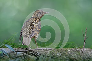 Tiger look bird with black white and yellow banded feathers, Scaly thrush, rare migration bird to Thailand during winter