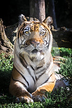 Tiger looking at camera. Portrait. Vertical.