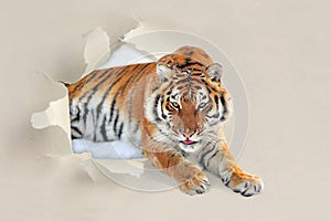 Tiger looking through a hole torn the paper