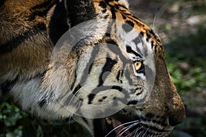 Tiger looking something on the rock