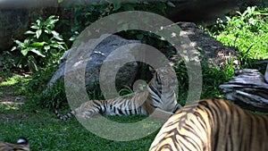 tiger Looking for something in the zoo,lying in the nature habitat, The big cat beautiful animal and very dangerous