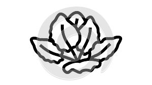 tiger lotus line icon animation
