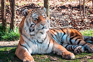 Tiger lounging on a sunny day at the John ball Zoo