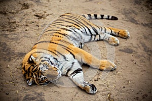 Tiger lying