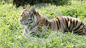 Tiger lying down