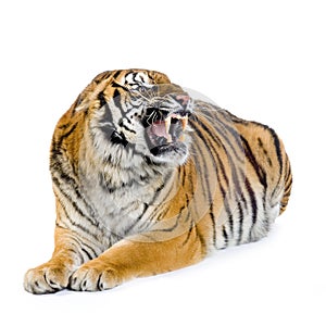 Tiger lying down