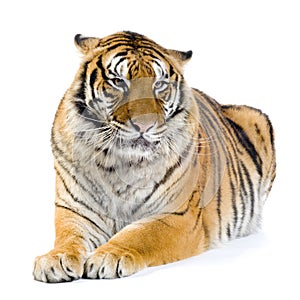 Tiger lying down