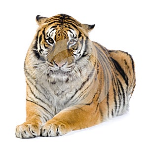 Tiger lying down