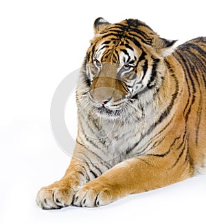 Tiger lying down
