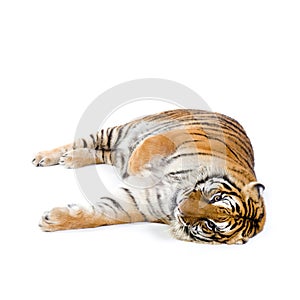 Tiger lying down