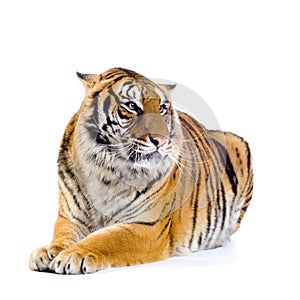 Tiger lying down