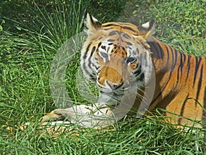 Tiger lying down for a rest in the grass.