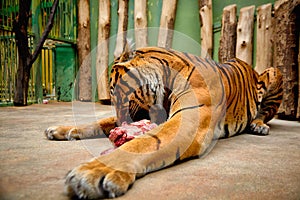 Tiger lying eating a piece of meat
