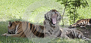 Tiger lying on green grass and open mouth show killed teeth photo