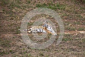 A tiger lying on the ground and the grass