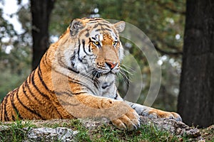 Tiger lying on the ground in safari.