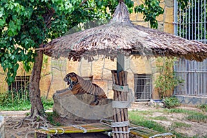 Tiger lying on a large stone in the zoo under a canopy