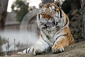 Tiger lying on rocky ground