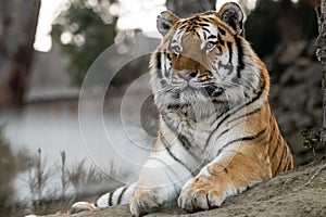 Tiger lying on rocky ground