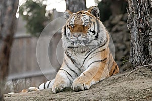 Tiger lying on rocky ground