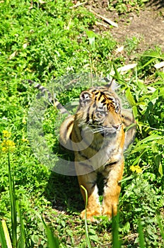 Tiger lying in the sun