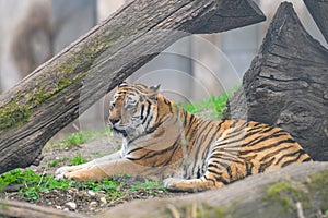A tiger lying under a tree in a zoo