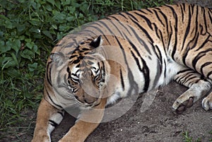 Tiger in the Malaysian wild.