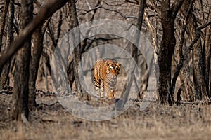 Tiger male in a beautiful light in the nature habitat of Ranthambhore National Park photo