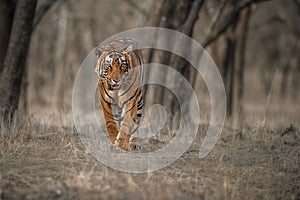 Tiger male in a beautiful light in the nature habitat of Ranthambhore National Park photo