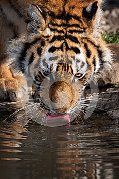 Tiger male drinking water