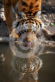 Tiger male drinking water