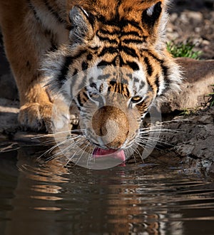 Tiger male drinking water