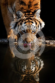 Tiger male drinking water