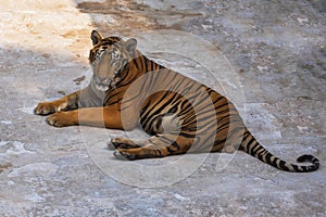 Tiger, male, lying relax on the cement floor