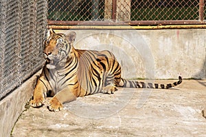 Tiger, male, lying relax on the cement floor