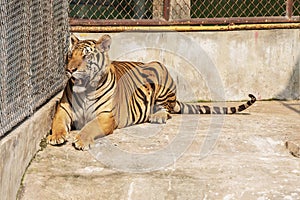 Tiger, male, lying relax on the cement floor