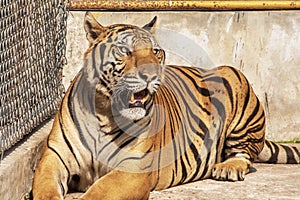 Tiger, male, lying relax on the cement floor