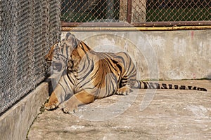 Tiger, male, lying relax on the cement floor