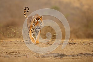 Tiger male walking head on composition