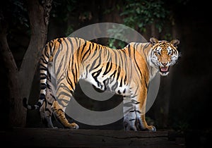 Tiger males standing in a natural atmosphere.