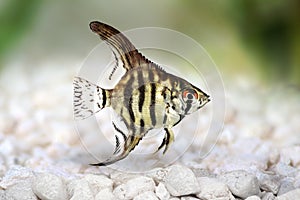 Tiger Marble angelfish pterophyllum scalare aquarium fish