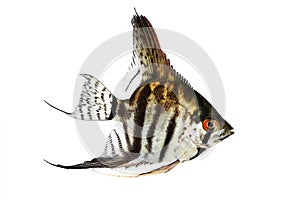 Tiger Marble angelfish pterophyllum scalare aquarium fish