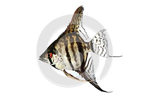 Tiger Marble angelfish pterophyllum scalare aquarium fish